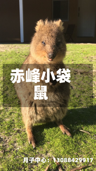 赤峰小袋鼠