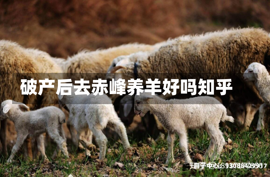 破产后去赤峰养羊好吗知乎
