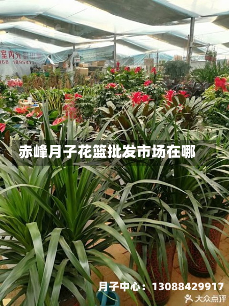 赤峰月子花篮批发市场在哪