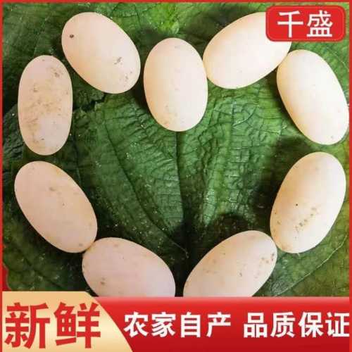 龟的辅食有哪些种类可选-第1张图片