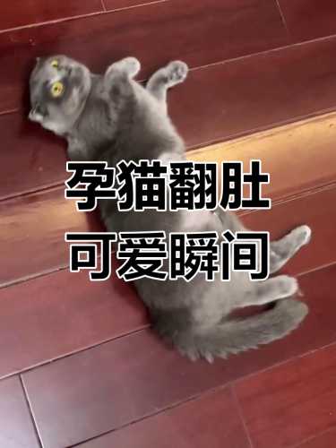 猫咪怀孕是否可以运动-第1张图片