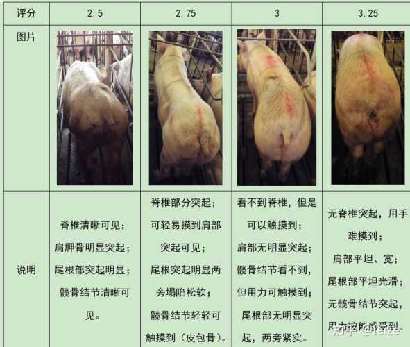 产后母猪怎样科学饲喂-第1张图片