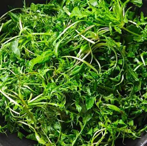 月子能吃荠菜饺子吗-第1张图片