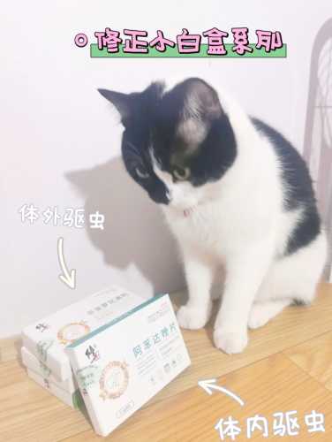 猫从备孕到怀孕需要多久-第1张图片