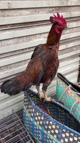 小月子吃公鸡还是母鸡好-第1张图片