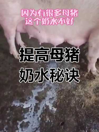 母猪产后不拉屎怎么办-第1张图片