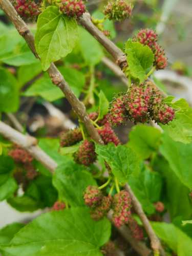 备孕女性可以吃桑树根吗-第1张图片