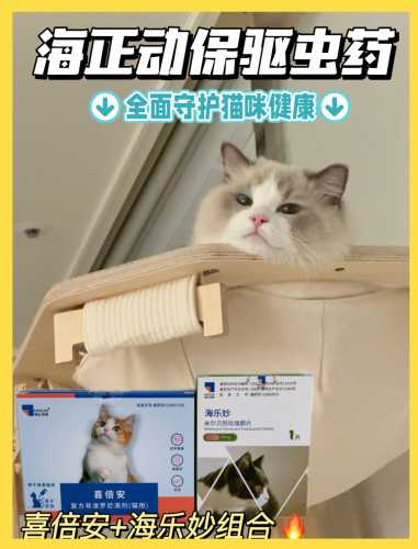 备孕养猫猫可以吗-第1张图片