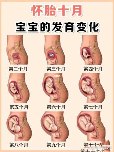 怀孕三个月子宫多大正常吗-第1张图片