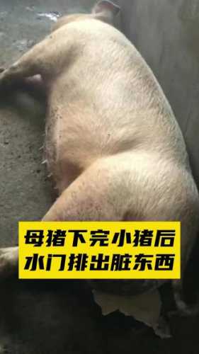 母猪产后吐咋办-第1张图片