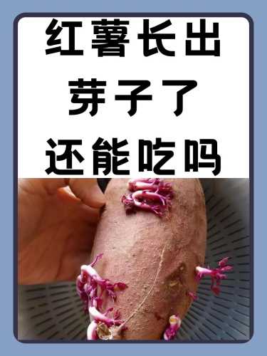 月子里可以吃红薯吗-第1张图片