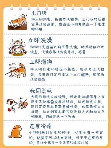 备孕不能养狗狗是真的吗-第1张图片