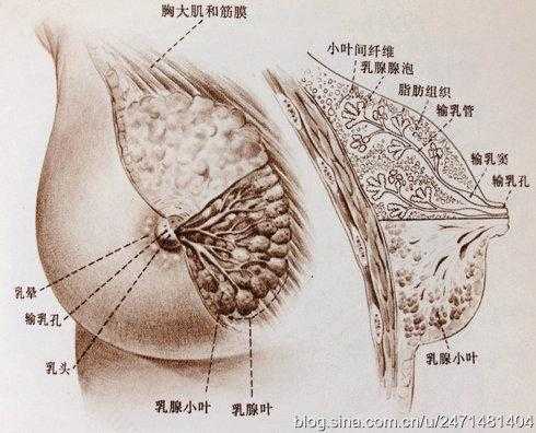 产后第四天乳房有硬块怎么办-第1张图片