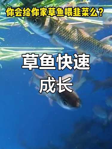 吃备孕中药能吃草鱼吗-第1张图片