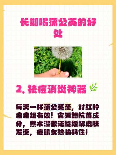 备孕前期能不能喝蒲公英-第1张图片
