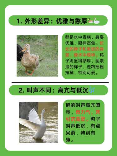小鹅为什么需要尿不湿-第1张图片