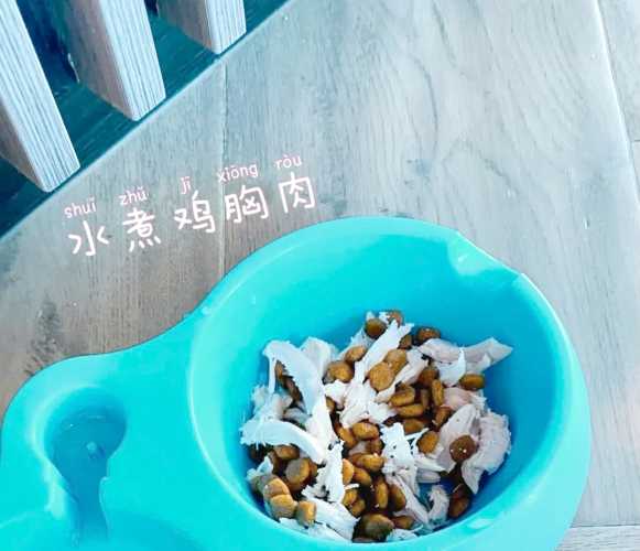 怀孕狗狗能打针吗-第1张图片
