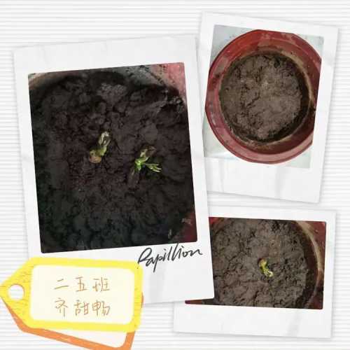 婴儿种豆需要注意什么-第1张图片