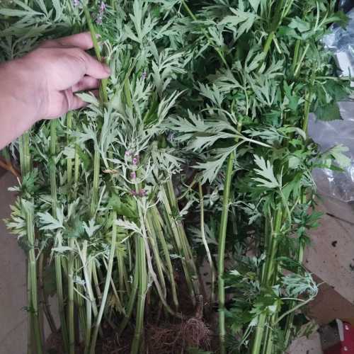 产后益母有何功效-第1张图片