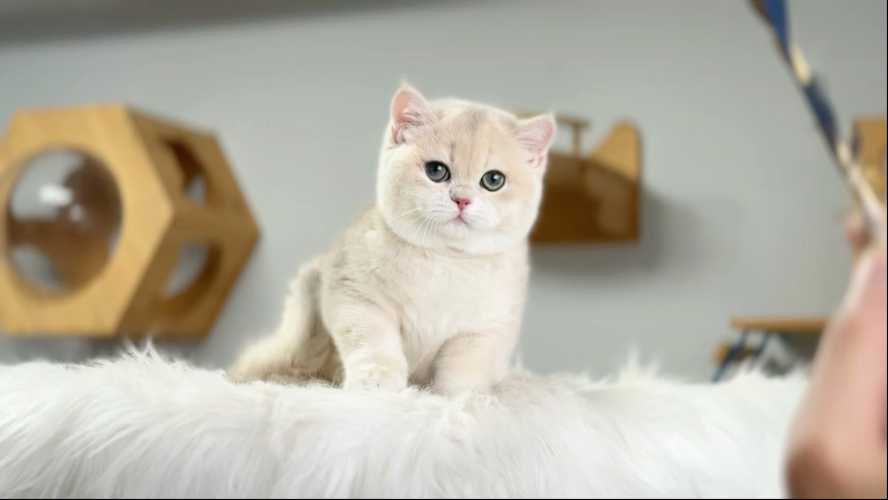 婴儿为什么喜欢猫-第1张图片