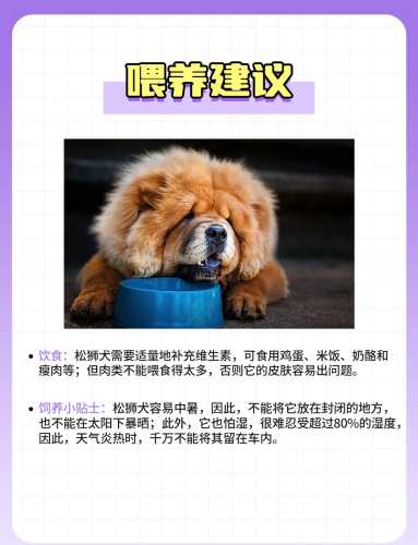松狮犬能长多大要穿拉拉裤吗-第1张图片