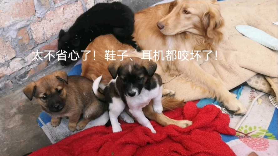 备孕梦见大黑狗咬腿预示什么-第1张图片