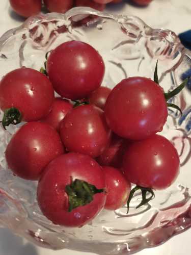 孕反期间能吃番茄吗-第1张图片