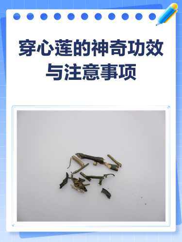 备孕期间能吃穿心莲吗-第1张图片