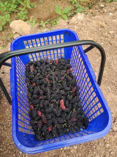 坐月子能吃桑葚吗-第1张图片