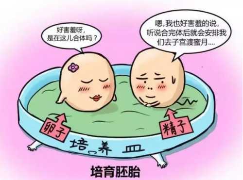 试管婴儿移植过程视频在哪看-第1张图片