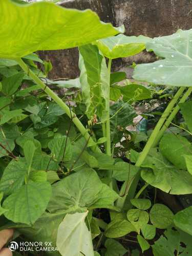 月子芋有什么特别的功效吗-第1张图片