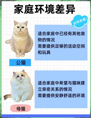 猫一公一母如何备孕-第1张图片