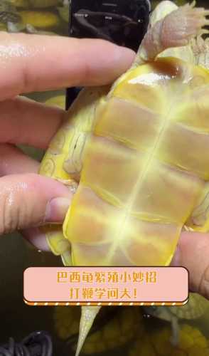 巴西龟能用拉拉裤吗能长多大-第1张图片