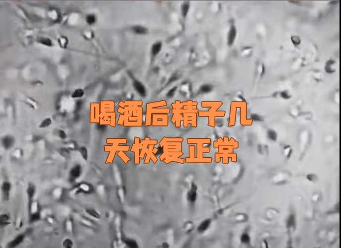 男性备孕前能喝啥酒-第1张图片