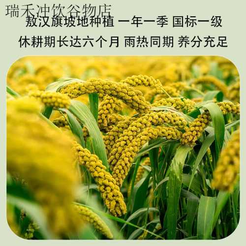 坐月子吃小米好不好-第1张图片