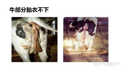 产后胎衣多久能排出-第1张图片