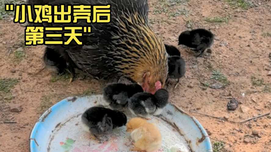 备孕梦见小鸡出壳啥意思-第1张图片