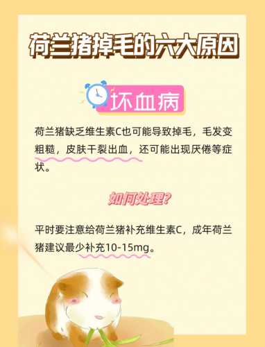 豚鼠产后需注意什么-第1张图片