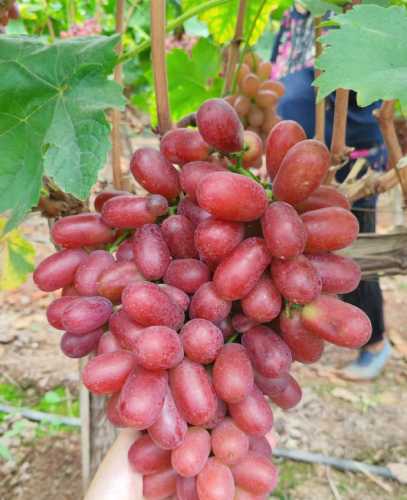 产后能吃提子吗-第1张图片