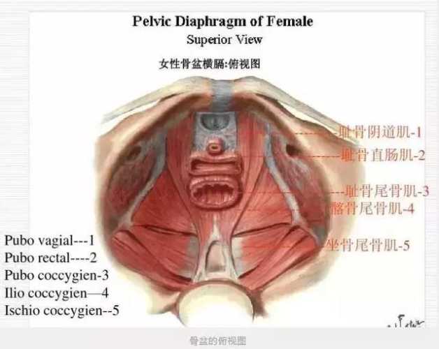 产后外阴脱垂怎么回事-第1张图片
