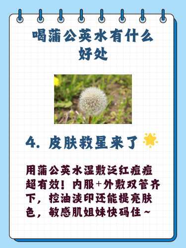 备孕男性可以喝蒲公英吗-第1张图片
