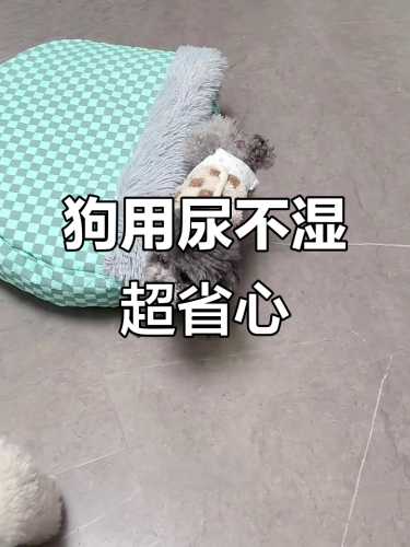 狗需要穿纸尿裤吗-第1张图片