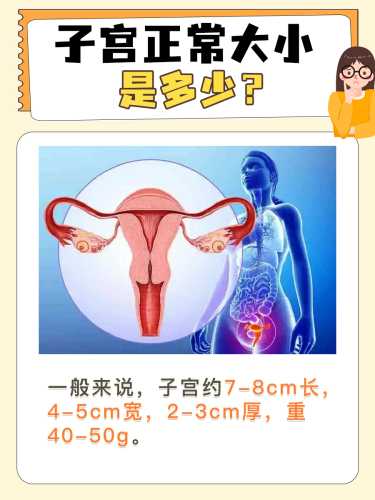 孕3个月子宫大小是多少-第1张图片