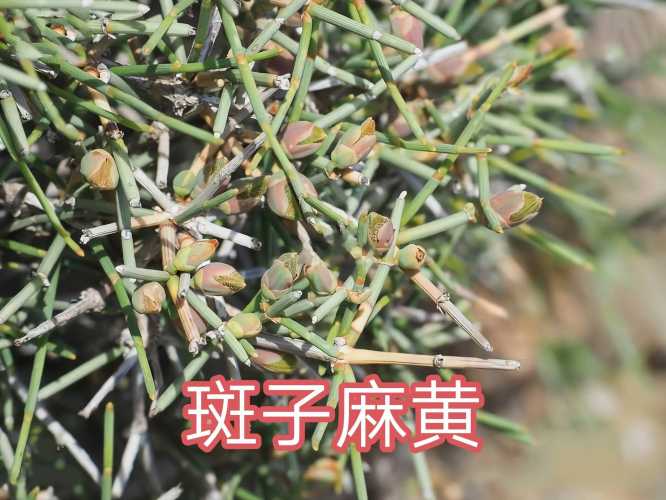 产后能不能吃麻黄-第1张图片