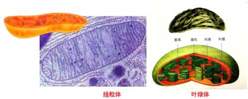 备孕吃红妥运对线粒体有啥用-第1张图片