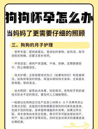 想给狗狗备孕怎么准备-第1张图片