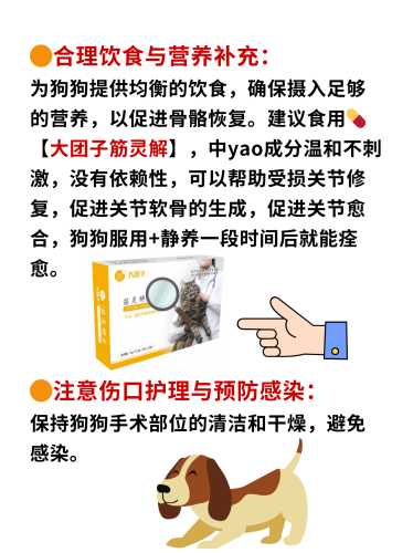 狗狗流产后该如何进行护理-第1张图片