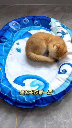 怀孕的猫可以驱虫吗-第1张图片