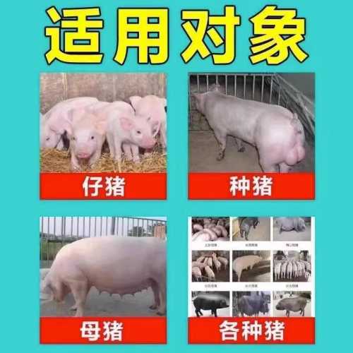 母猪产后咬小猪该怎么解决-第1张图片