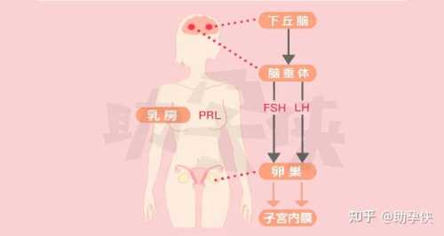 泌乳素降慢备孕可以吗-第1张图片